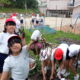 たまねぎ収穫
